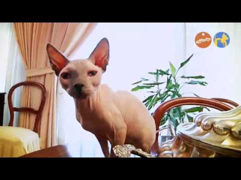 Elige tu raza - Sphynx - Más que perros y gatos 6 | Fundación Affinity