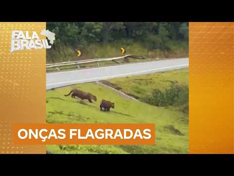 Onças-pintadas são avistadas em rodovia no interior paulista
