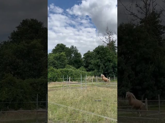 Poney D - 2 ans origines Dressage