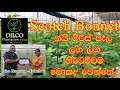 Scotch Bonnet නයි මිරිස් පැල අඩු පරතරයකින් ලග �