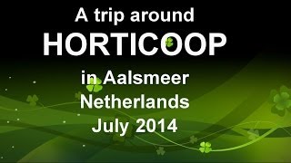 preview picture of video 'A TRIP AROUND HORTICOOP AALSMEER NETHERLANDS JULY 2014'