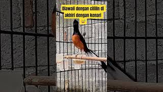 Download lagu Muraibatu isian cililin sambung kenari pendongkrak emosi #rajanabirdfarm #pancinganmuraibatu #murai mp3