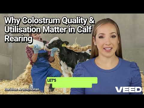 Unlocking the Golden Gift:Why Colostrum Quality & Utilisation Matter in Calf Rearing