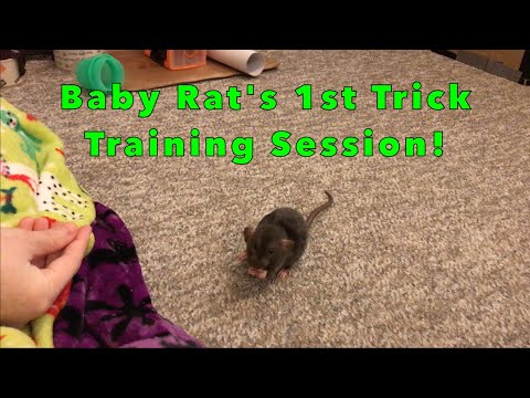 Baby Rat's First Trick Training Session!