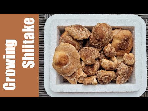 The Best Way To Grow Shiitake Mushrooms (Tested)