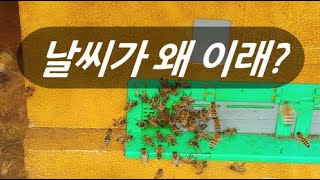 한 겨울 날씨가 왜 이래? 걱정되네.