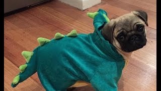 “When ur on a diet and ur friend is eating junk food” - Doug the pug