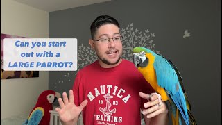 Can you start out with a LARGE Parrot as a first bird?