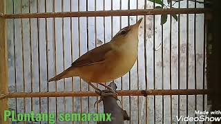 Download lagu Kerakbasi alis hitam macet dijamin langsung nyaut mp3 Download lagu Kerakbasi alis hitam macet dijamin langsung nyaut mp3