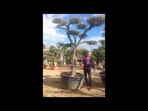 download lagu mp3 mp4 Organic Olive Trees For Sale, download lagu Organic Olive Trees For Sale gratis, unduh video klip Organic Olive Trees For Sale