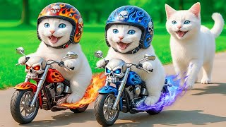 Mama Cat's Fur Trimming Skills VS Kittens' Hat Making Abilities