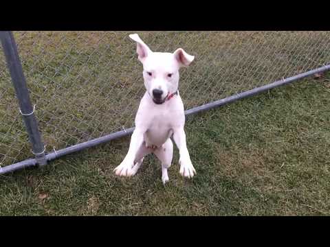 Edelweiss working on her athletic ability.