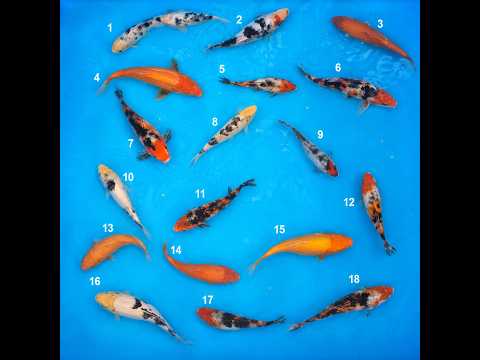 Video pregled koi ribe