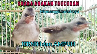 Download lagu Suara Anakan trucukan pikat, jernih dan ampuh buat Pancingan burung trucukan jantan mp3