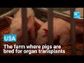The US Farm Where Pigs Are Bred For Human Organ Transplants FRANCE 24 English