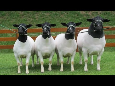 Ouvinos da Raça Dorper Genética Buriá