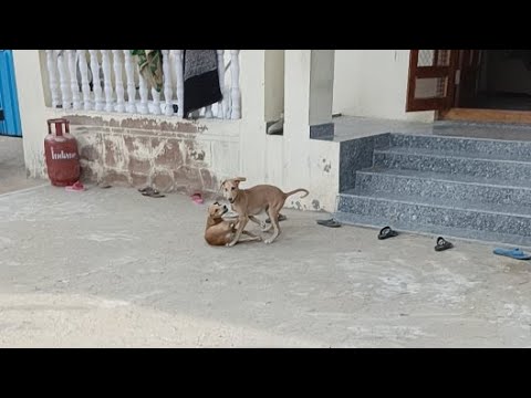 Dogs in Morning 🤣🤣!