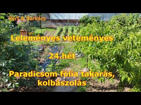 Kert&Barkács - leleményes veteményes - 24.hét - Paradicsom mű mulcsozása
