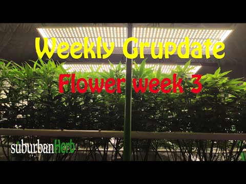 White Widow Cannabis Grow. What to do week 3 flower. suBurBan heRb's weekly grow update.
