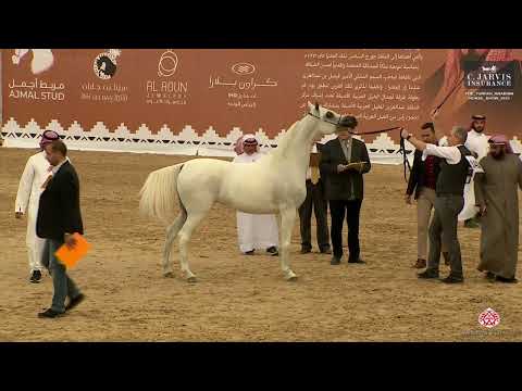 The Turfah Arabian Horse Show 2023 - Class 6