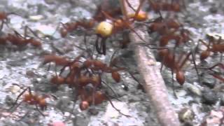 preview picture of video 'Extreme Teamwork - Army Ants'