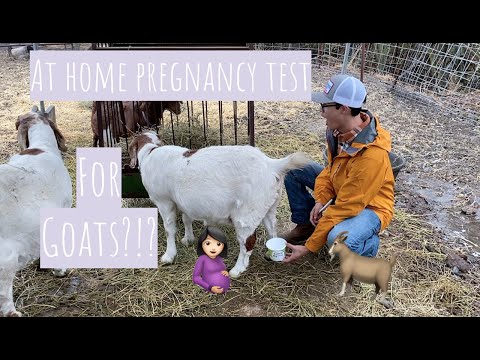 , title : 'At Home Pregnancy Test for our GOATS!'