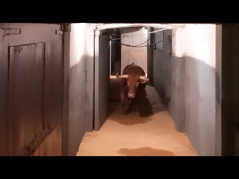 Las Ventas, donde el alma es el toro