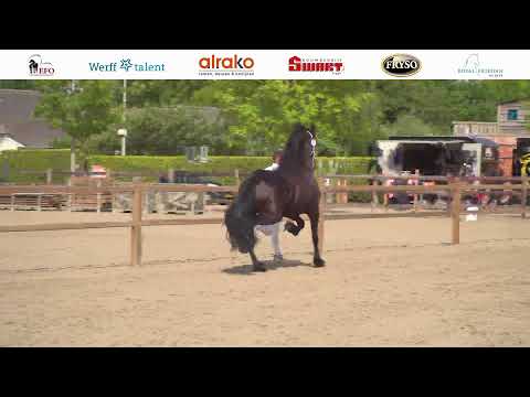 Fokdag Het Friesche Paard Zuid-NL | Maandag 1 Augustus 2022