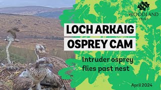 Intruder osprey flies past Louis and Dorcha's nest - Loch Arkaig Osprey Cam