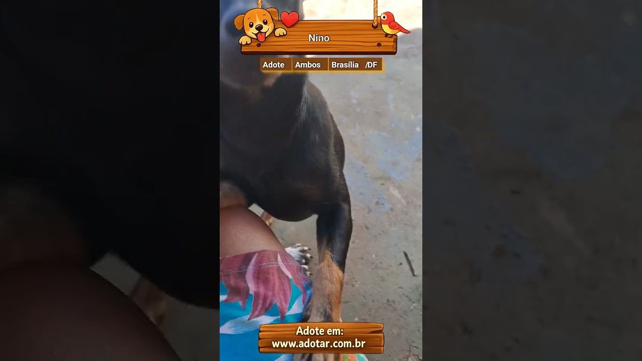 Cachorro raça SRD-ViraLata idade 2 a 6 meses nome Nino