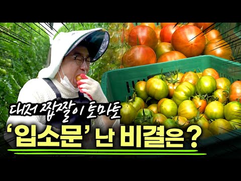 , title : '맛있기로 소문난 '대저짭짤이토마토' 명품 토마토가 된 비결은? / 토마토의 놀라운 효능 / 부산MBC  생방송 부라보 220304 방송'