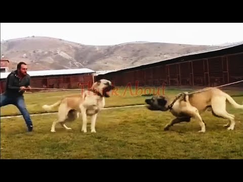 Dog fight Aggressive Kangal Dogs