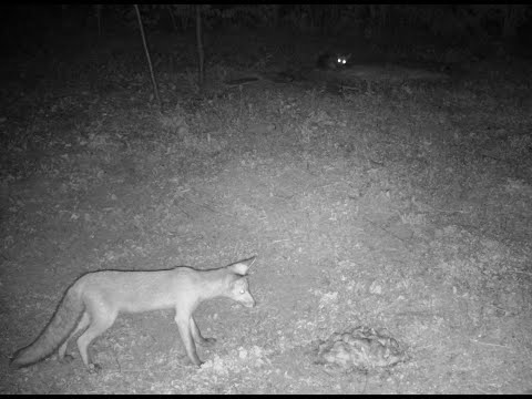 Vadkamera a kert végében