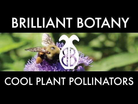 クレイジープラント/ポリネーターの関係 (Crazy Plant/Pollinator Relationships)