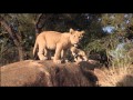 AFRICAN SAFARI 3D Extrait Bébés Lions 2014