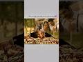 Memories Heeramandi Sanjayleelabhansali Netflix Shorts