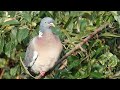 Wood Pigeon Call (Columba palumbus)