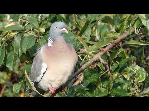 Wood Pigeon Call — Columba palumbus