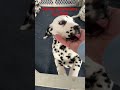 Dalmatian dogs for sale: Taylor - Video 1