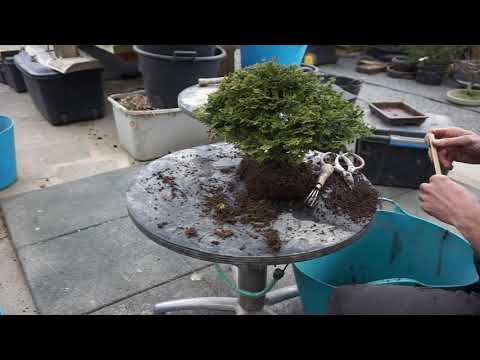 Repotting a hinoki cypress bonsai
