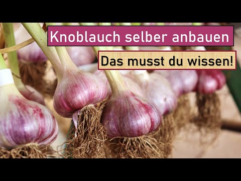, title : 'Knoblauch erfolgreich selber anbauen 🌱 Alles was du über Knoblauch wissen musst 😁 Tipps vom Profi 👍'