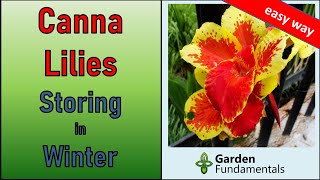Canna Lily 💐💐💐 Overwintering and Starting in Spring - the easy way.