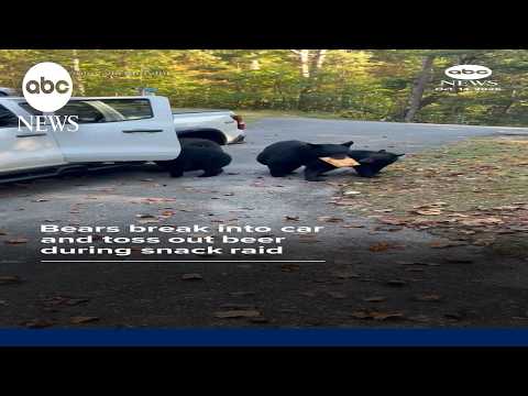 Bears break into car and toss out beer during snack raid