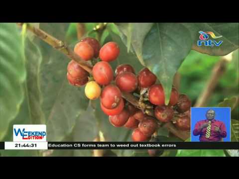 Kiambu County partners with Sasini to help coffee farmers get more value