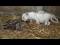 White Lion Cubs birth part 2 - eating meat