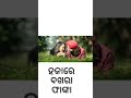 Ore Sajana Re Odia Full Screen Whatsaap Status