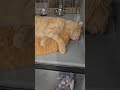sleep walking orange cat #cat #kitten #cute #sleepwalking #sleep #orangecats