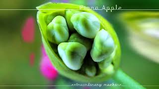 Fiona Apple - Better Version of Me (Instrumental)