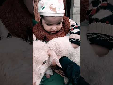 Ahista Ahista kashmiri song