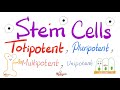 Stem Cells Types (Totipotent, Pluripotent, Multipotent, and Unipotent) | Teratogens | Biology